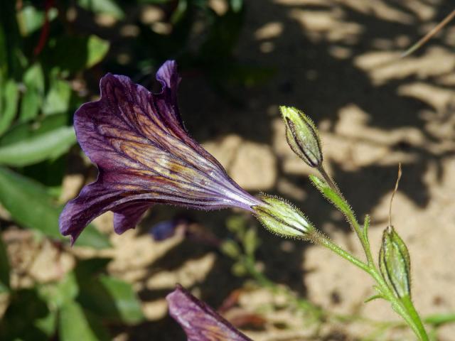 Jazylka chobotnatá (Salpiglossis sinuata Ruiz & Pav.)