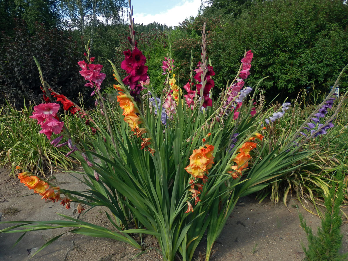 Mečík křížený (Gladiolus hybridus hort.)