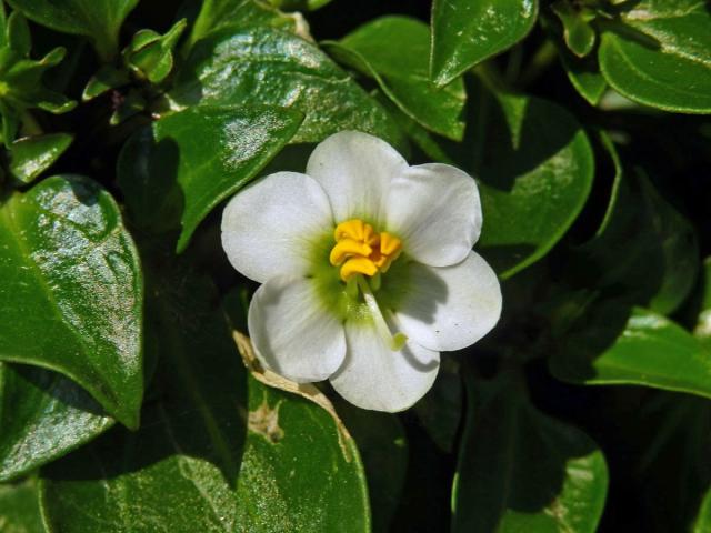 Hořepník (Exacum affine Balf. f.), šestičetný květ