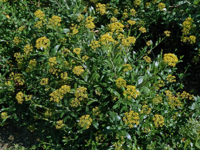 Prorostlík (Bupleurum fruticosum L.)