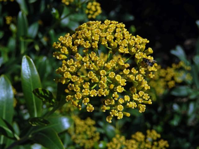 Prorostlík (Bupleurum fruticosum L.)