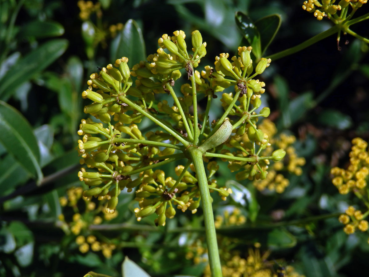 Prorostlík (Bupleurum fruticosum L.)