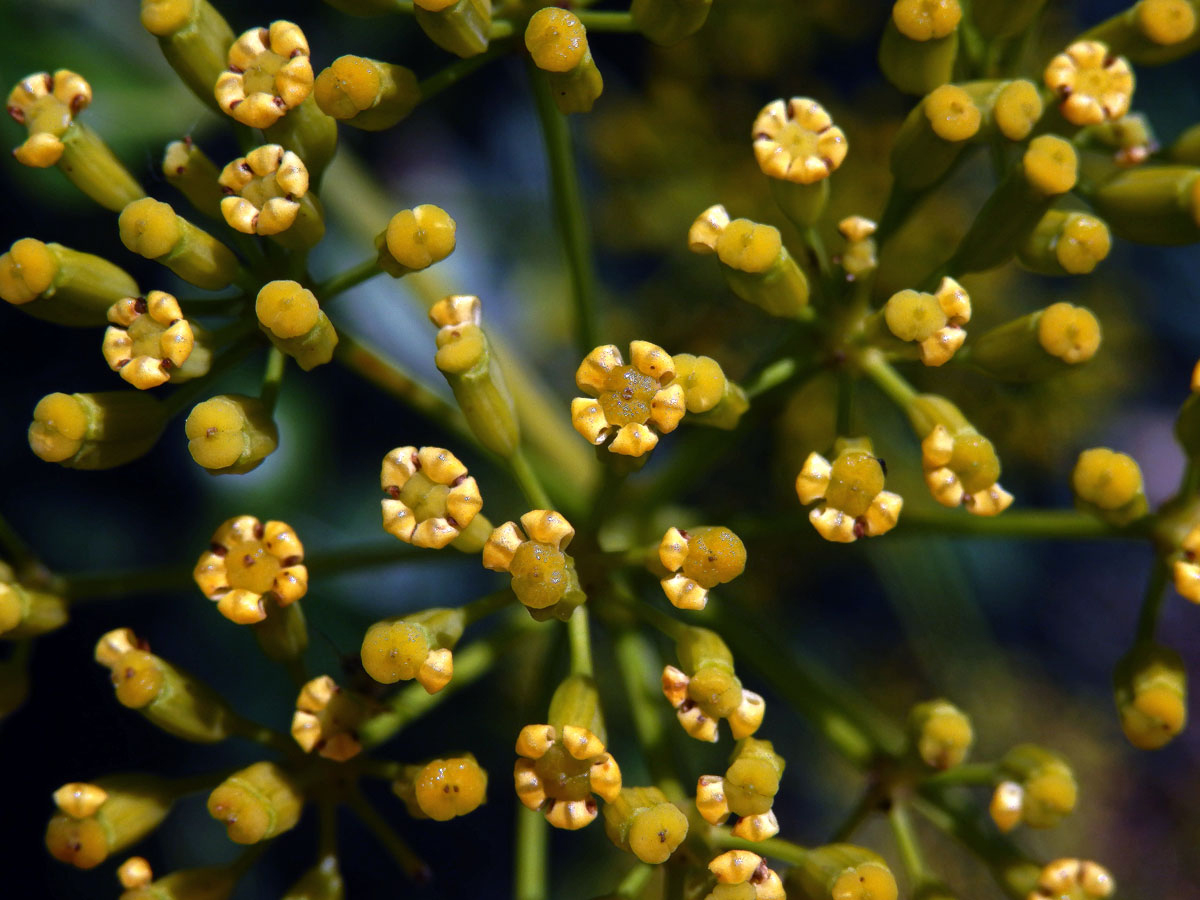 Prorostlík (Bupleurum fruticosum L.)