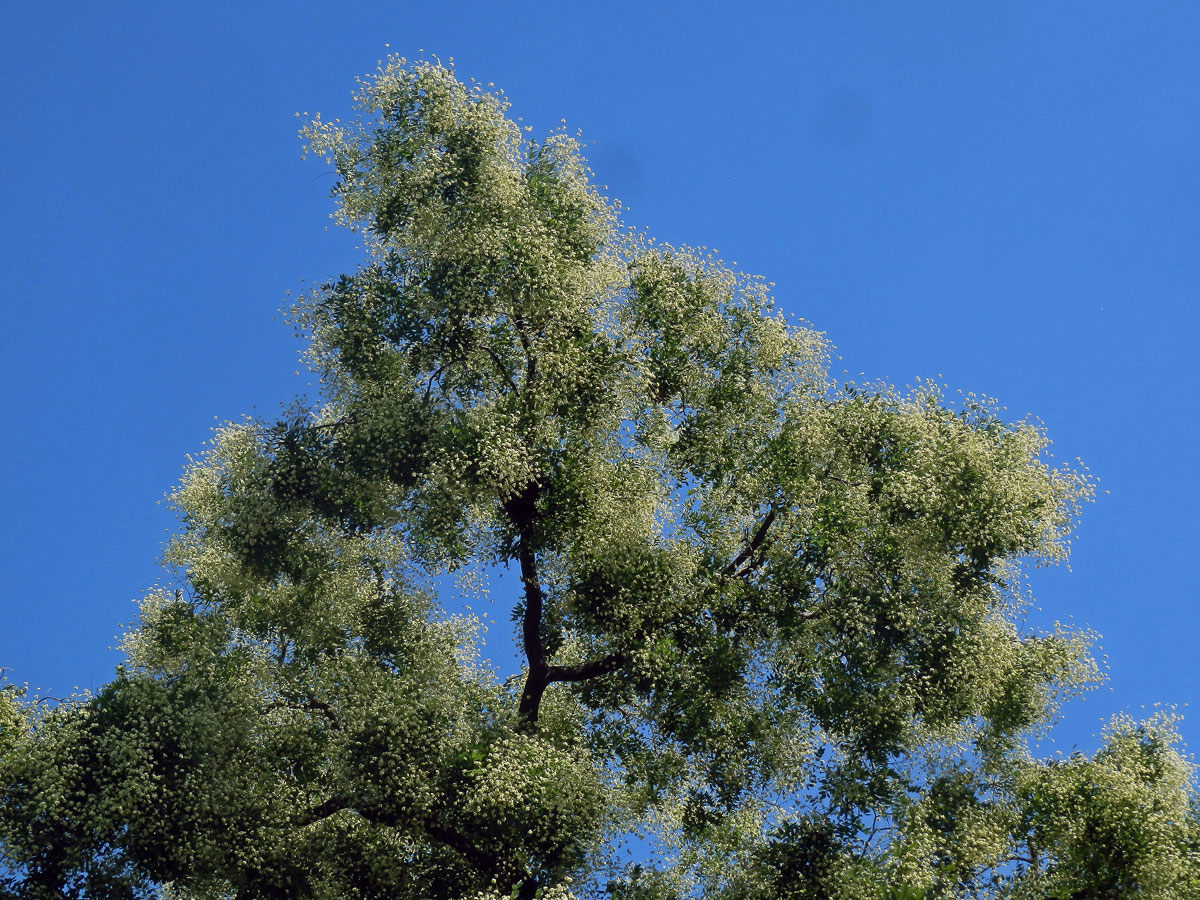 Jerlín japonský (Sophora japonica L.)