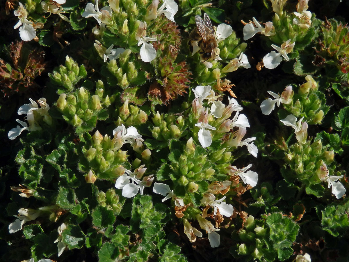 Ožanka pyrenejská (Teucrium pyrenaicum L.)