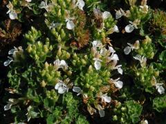 Ožanka pyrenejská (Teucrium pyrenaicum L.)   