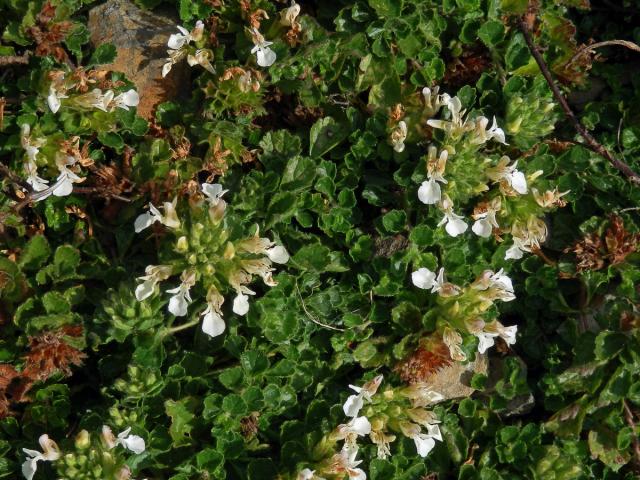 Ožanka pyrenejská (Teucrium pyrenaicum L.)