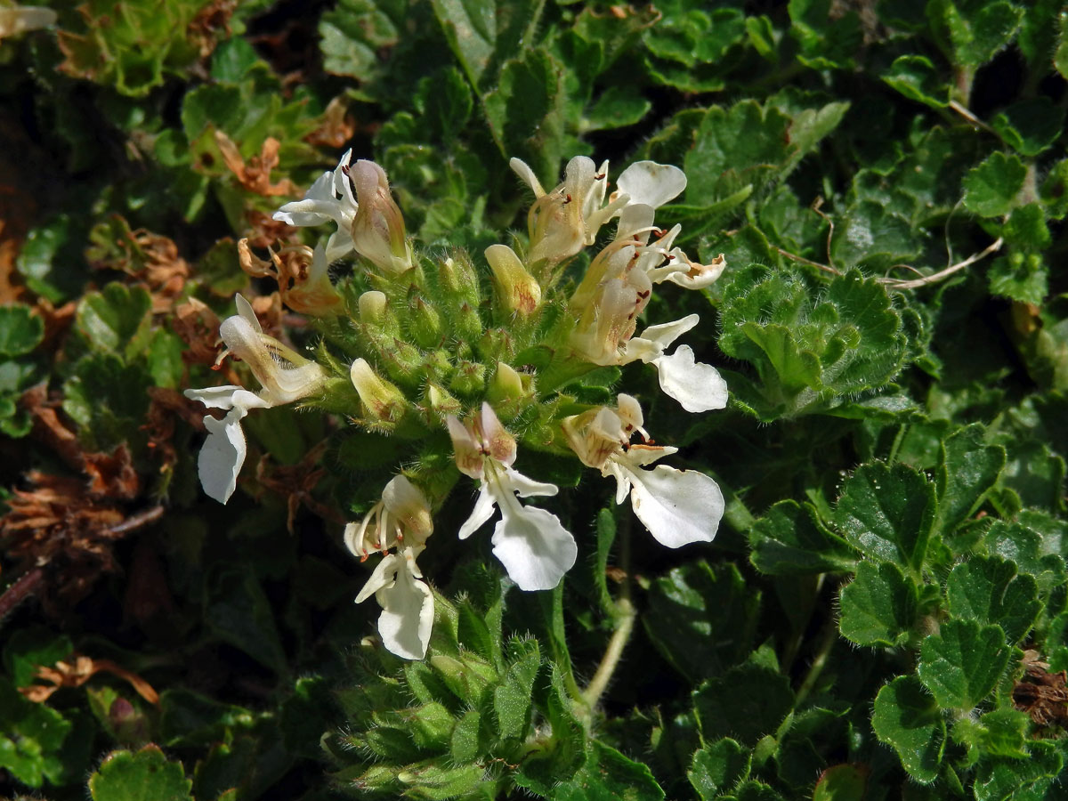 Ožanka pyrenejská (Teucrium pyrenaicum L.)