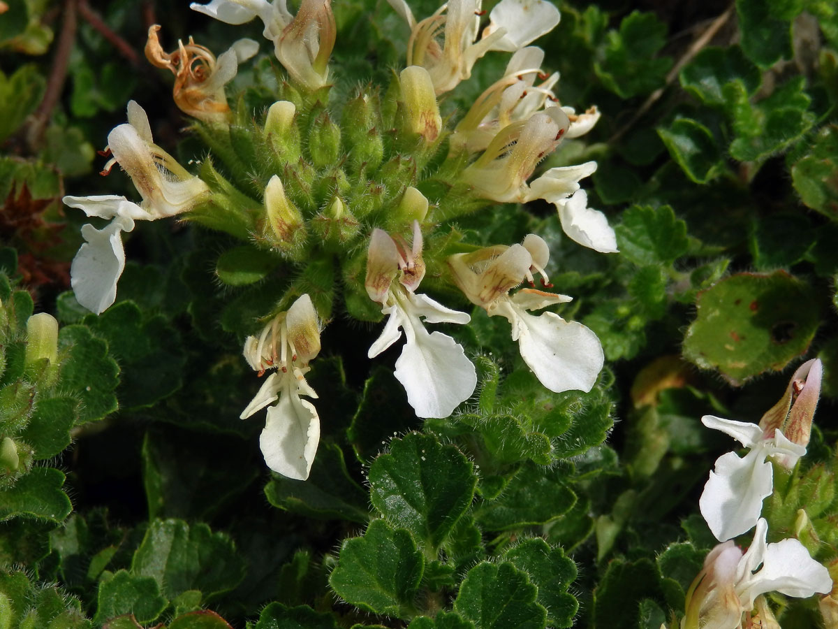 Ožanka pyrenejská (Teucrium pyrenaicum L.)