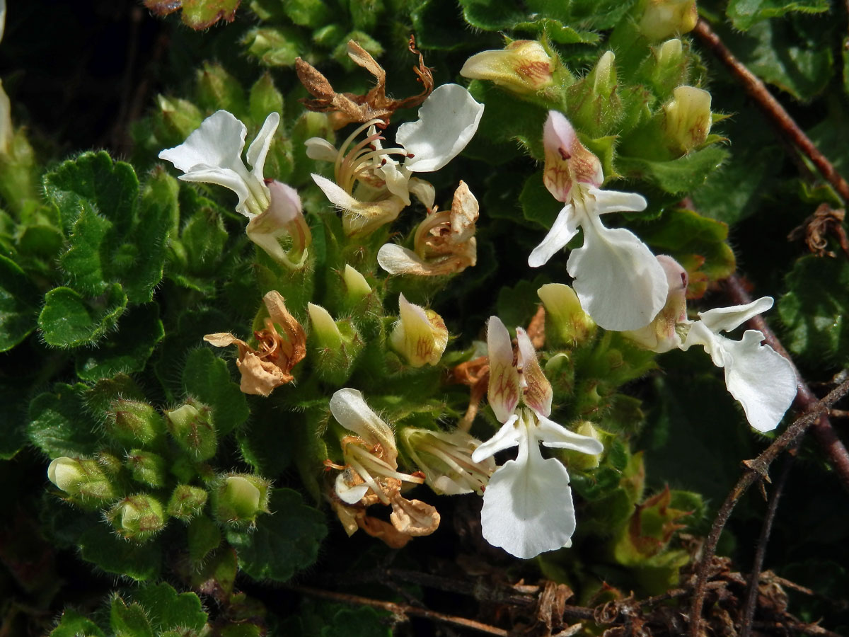 Ožanka pyrenejská (Teucrium pyrenaicum L.)