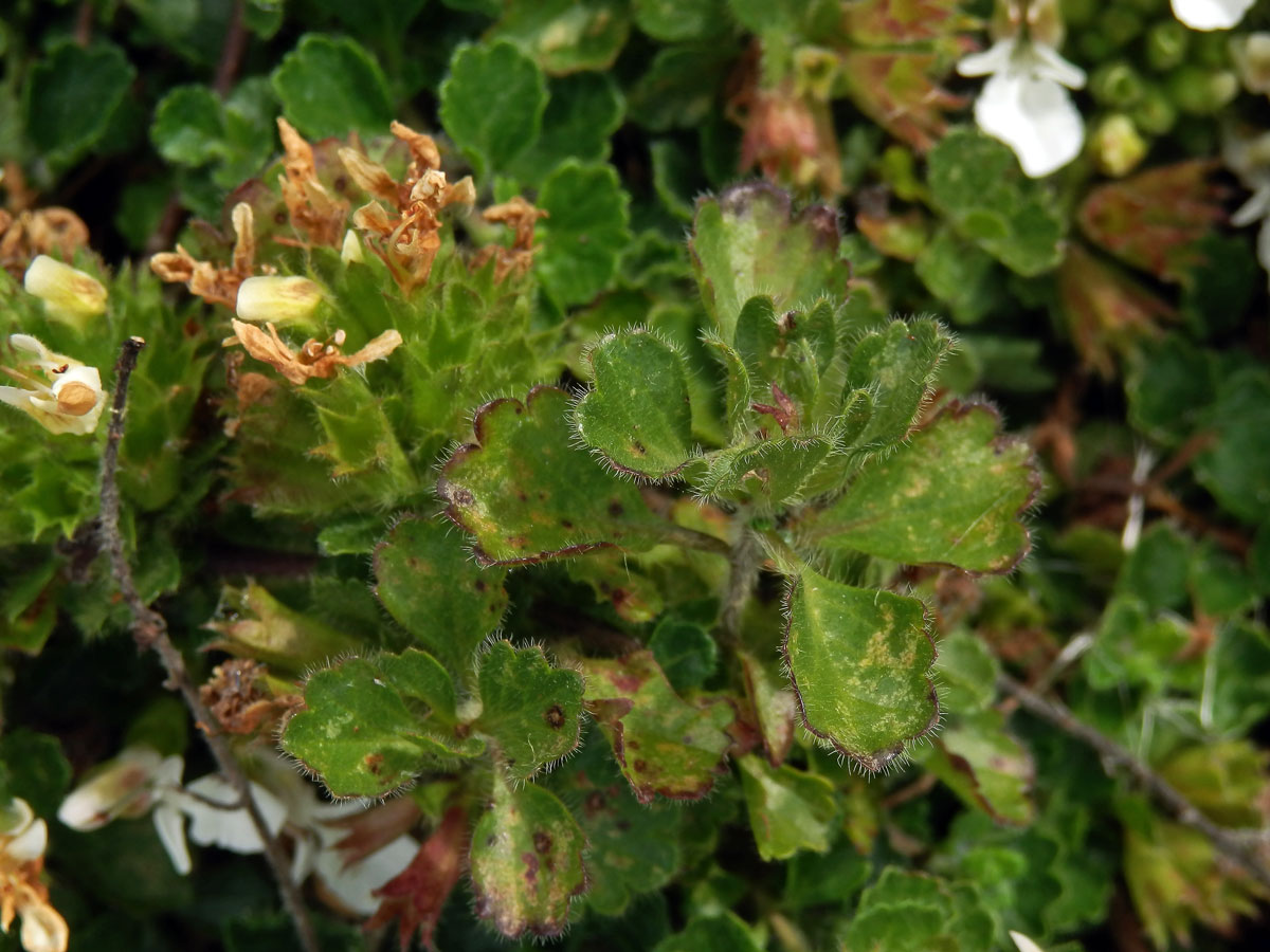 Ožanka pyrenejská (Teucrium pyrenaicum L.)