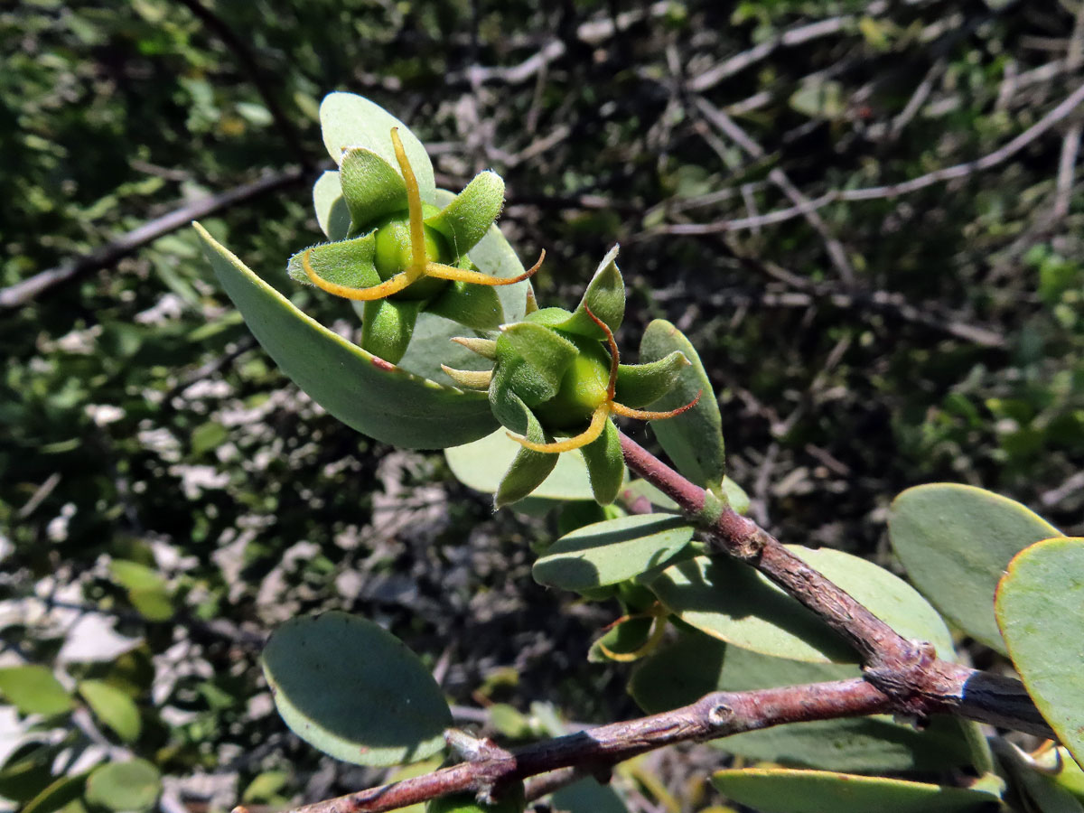 Jojoba čínská (Simmondsia chinensis (Link) C. K. Schneid.)