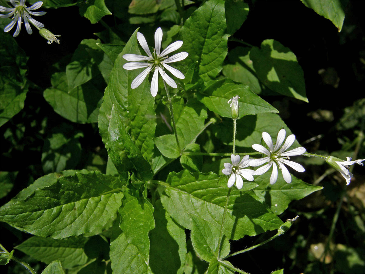 Ptačinec hajní (Stellaria nemorum L.)