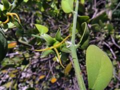 Jojoba čínská (Simmondsia chinensis (Link) C. K. Schneid.)