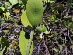 Jojoba čínská (Simmondsia chinensis (Link) C. K. Schneid.)