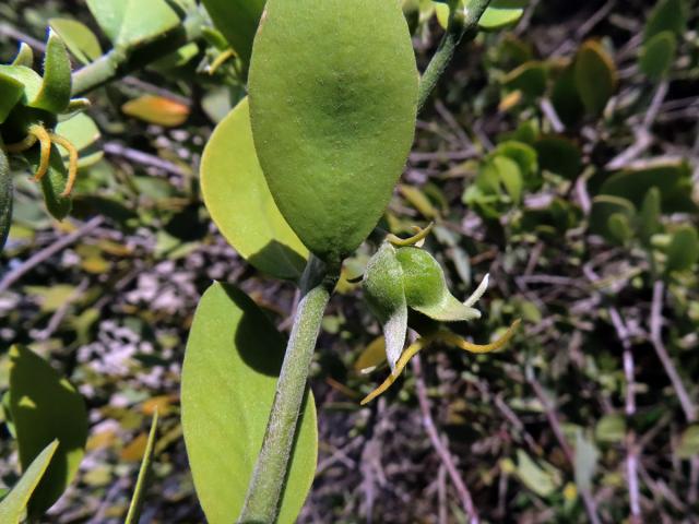 Jojoba čínská (Simmondsia chinensis (Link) C. K. Schneid.)