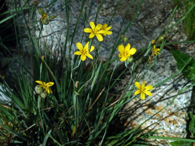 Badil patagonský (Sisyrinchium patagonicum Phil. ex Baker)