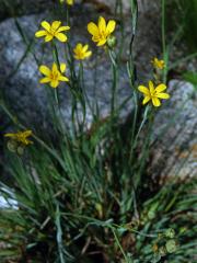 Badil patagonský (Sisyrinchium patagonicum Phil. ex Baker)