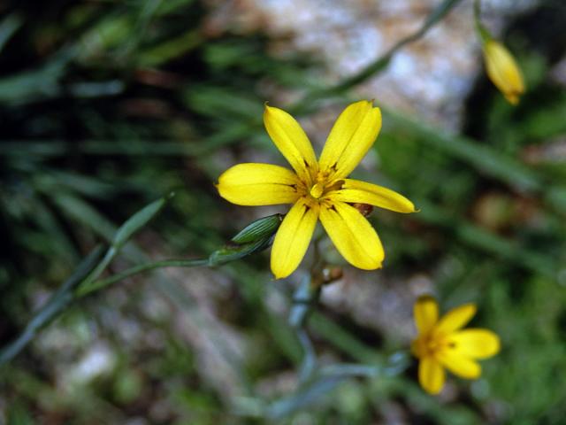 Badil patagonský (Sisyrinchium patagonicum Phil. ex Baker)