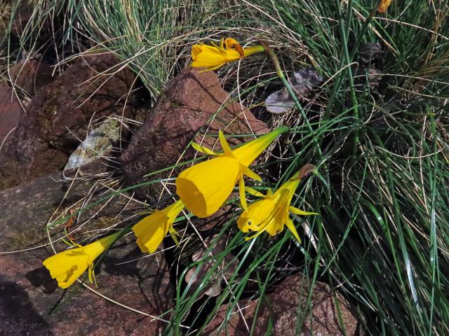 Narcis sukničkový (Narcissus bulbocodium L.)