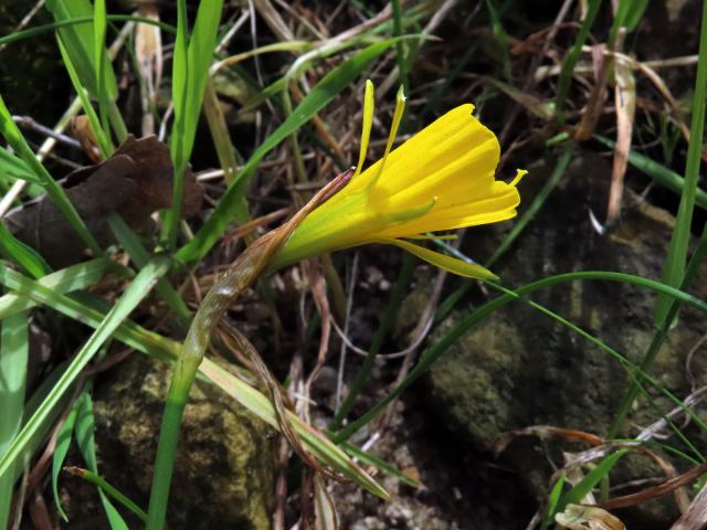 Narcis sukničkový (Narcissus bulbocodium L.)