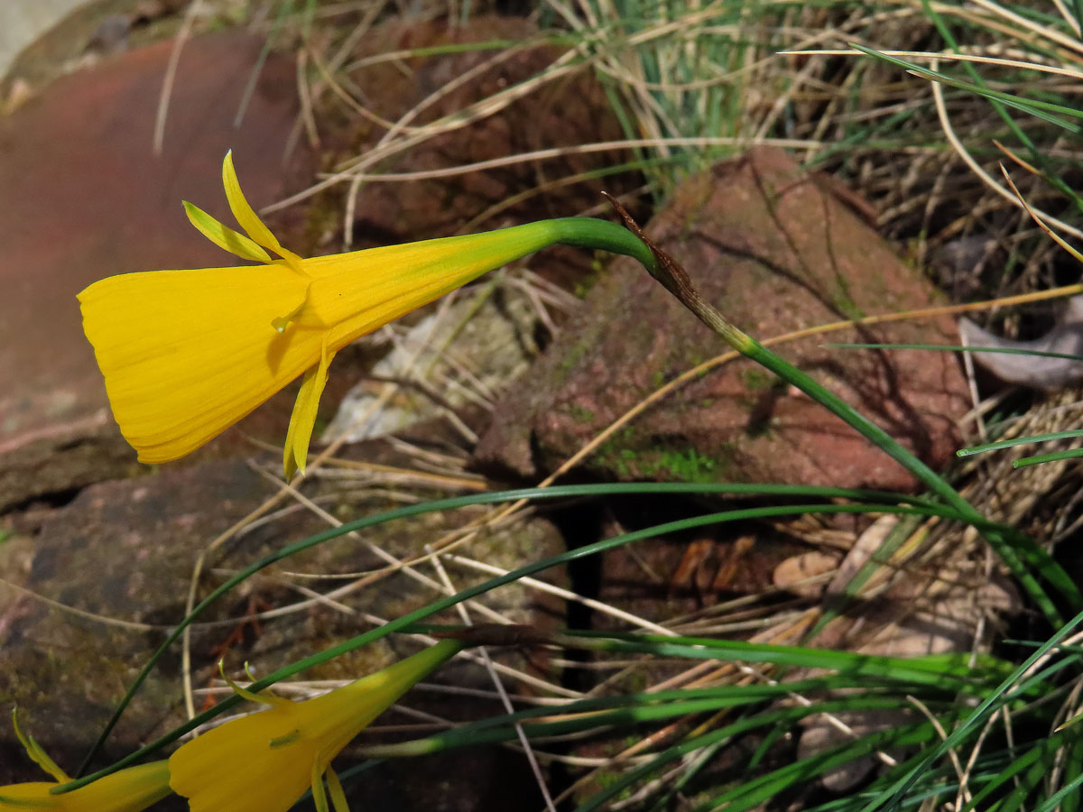 Narcis sukničkový (Narcissus bulbocodium L.)