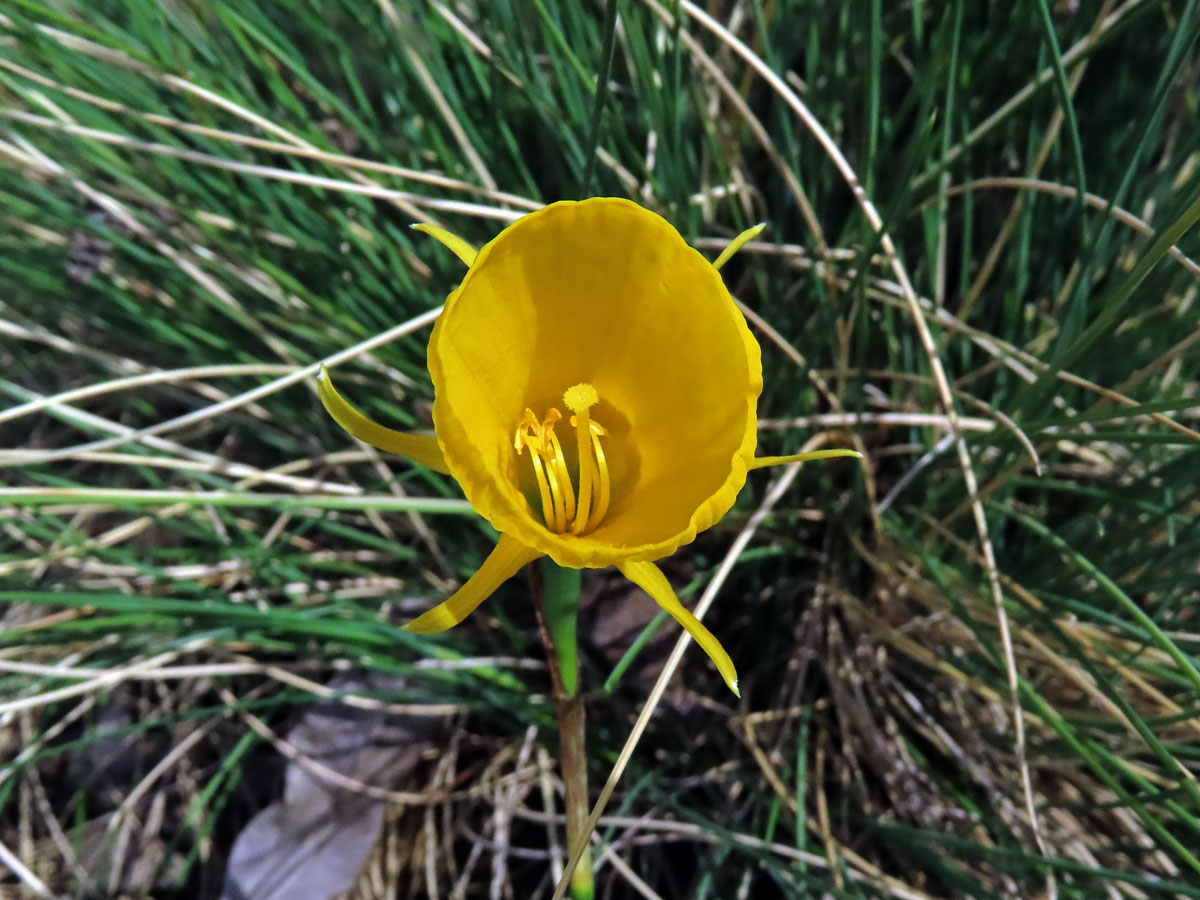 Narcis sukničkový (Narcissus bulbocodium L.)