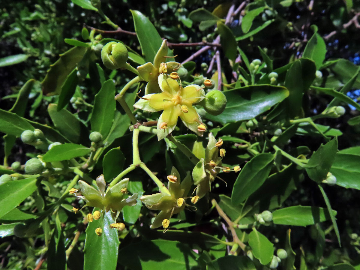 Mydlokor tupolistý (Quillaja saponaria Molina)