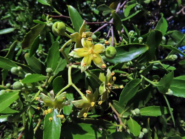 Mydlokor tupolistý (Quillaja saponaria Molina)