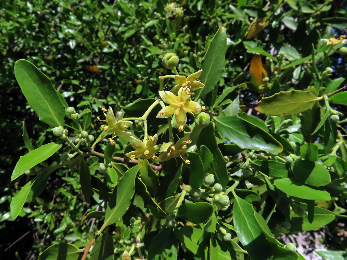 Mydlokor tupolistý (Quillaja saponaria Molina)