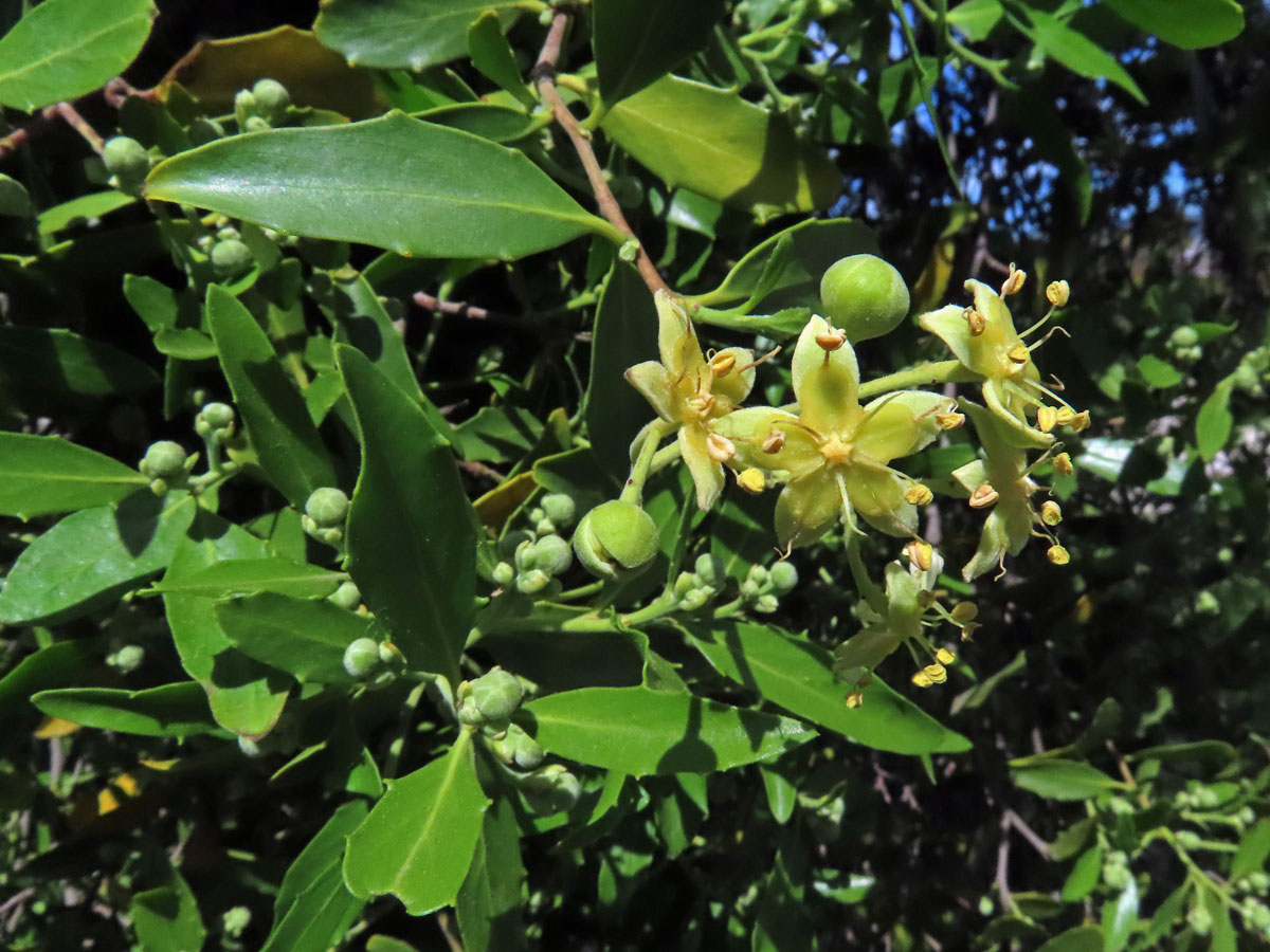 Mydlokor tupolistý (Quillaja saponaria Molina)