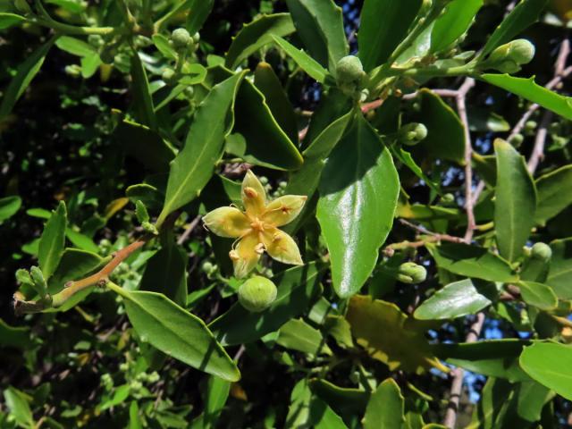 Mydlokor tupolistý (Quillaja saponaria Molina)