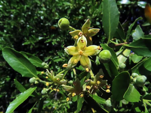 Mydlokor tupolistý (Quillaja saponaria Molina)