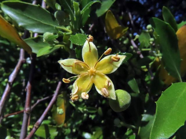 Mydlokor tupolistý (Quillaja saponaria Molina)