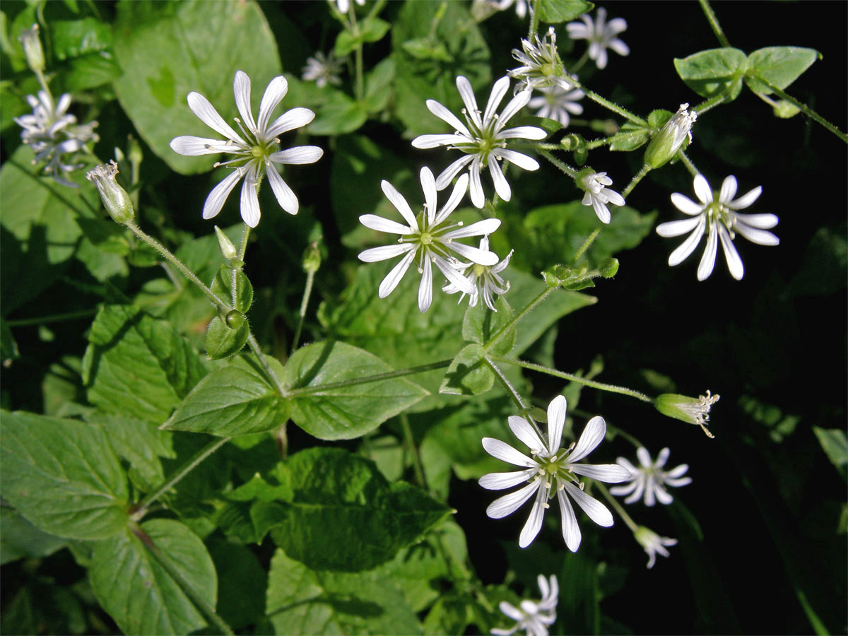 Ptačinec hajní (Stellaria nemorum L.)