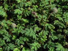 Bedrnička (Acaena microphylla Hook f.)