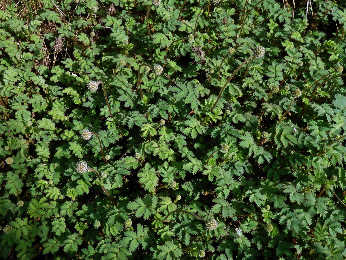 Bedrnička (Acaena microphylla Hook f.)