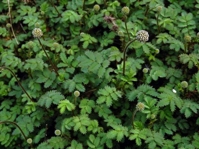 Bedrnička (Acaena microphylla Hook f.)