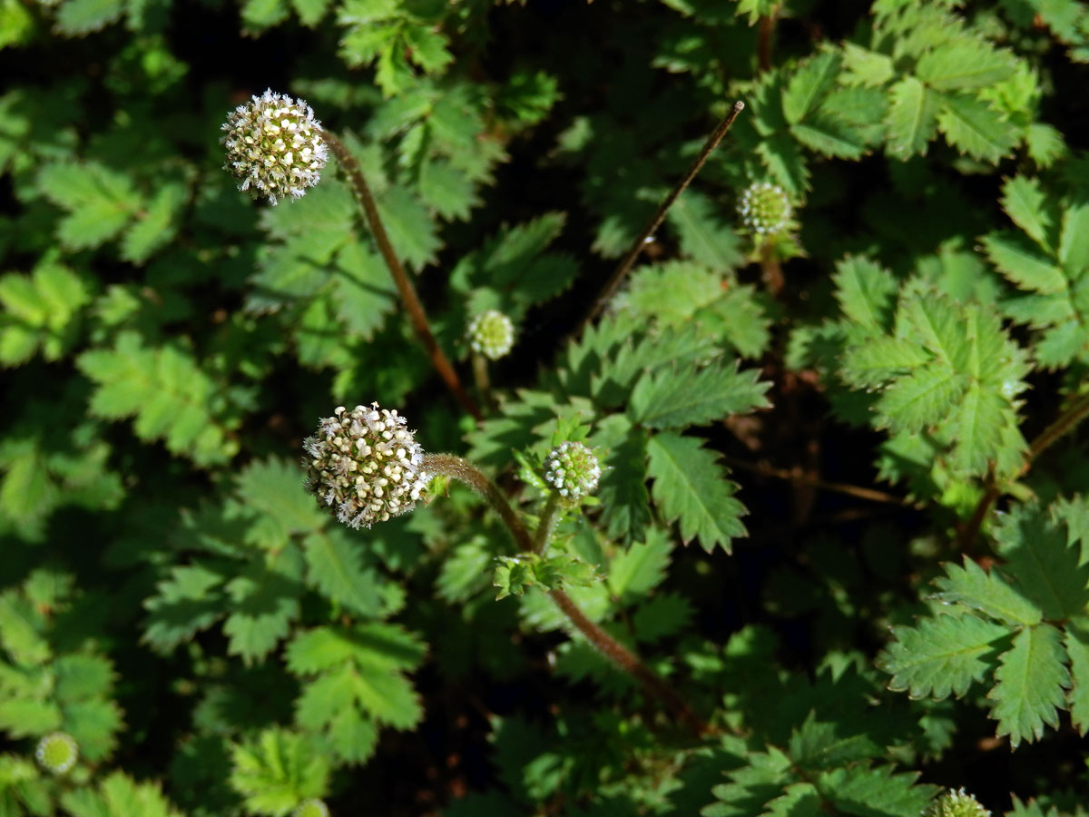 Bedrnička (Acaena microphylla Hook f.)