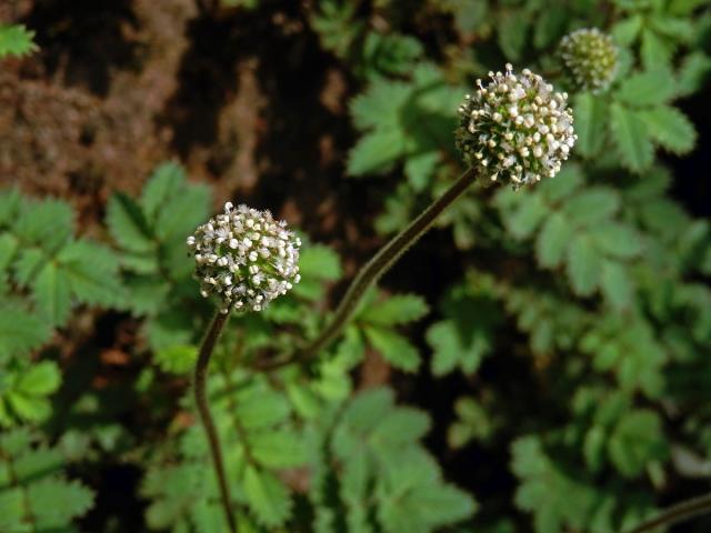 Bedrnička (Acaena microphylla Hook f.)