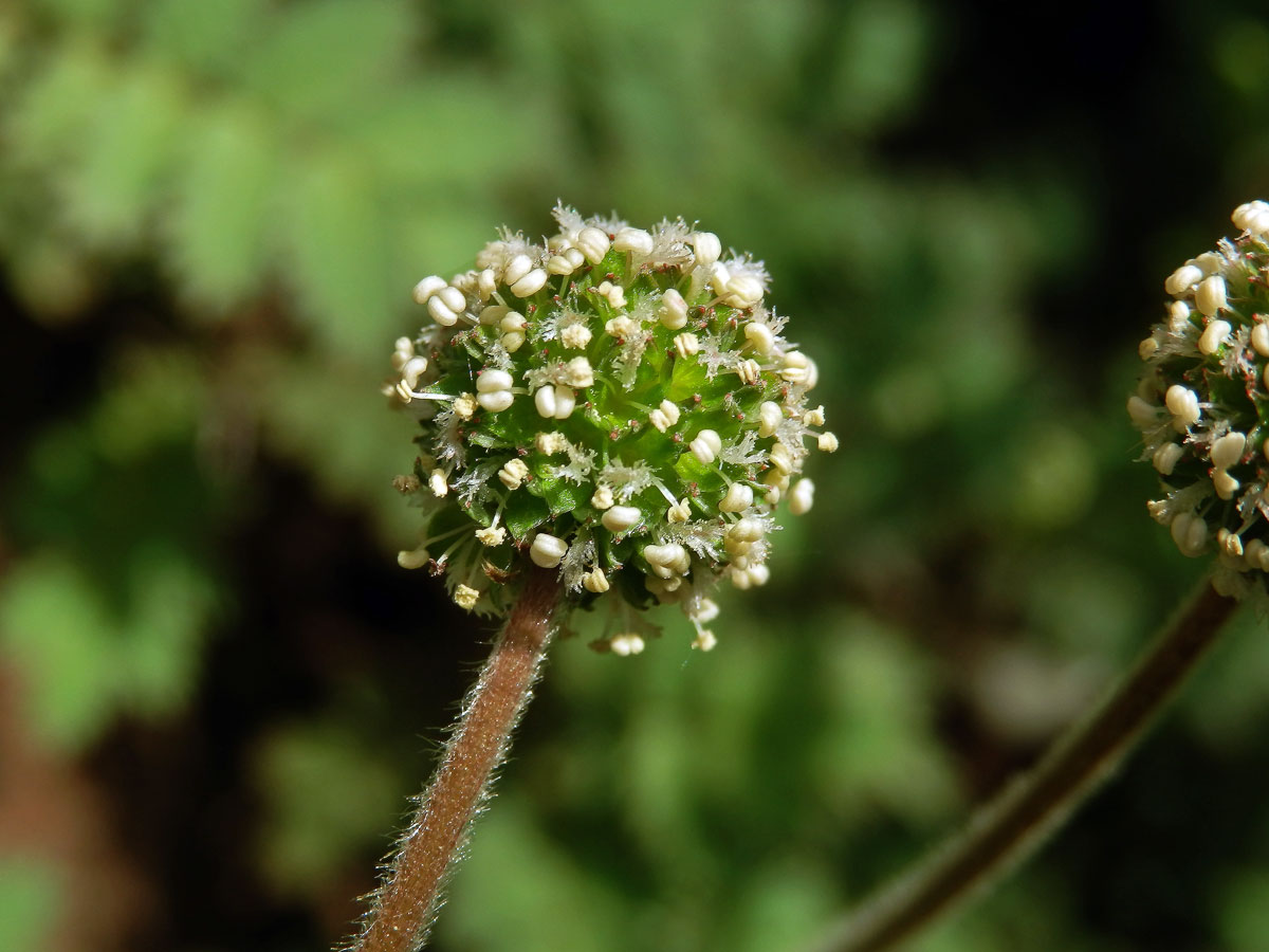 Bedrnička (Acaena microphylla Hook f.)