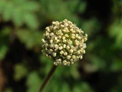 Bedrnička (Acaena microphylla Hook f.)