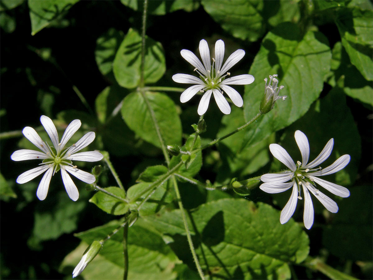 Ptačinec hajní (Stellaria nemorum L.)