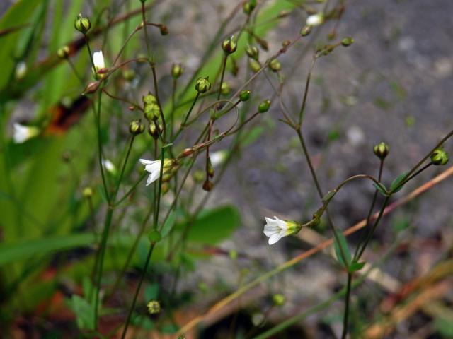 Len počistivý (Linum catharticum L.)