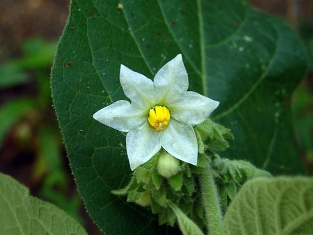 Lilek (Solanum abutiloides (Griseb.) Bitter), šestičetný květ