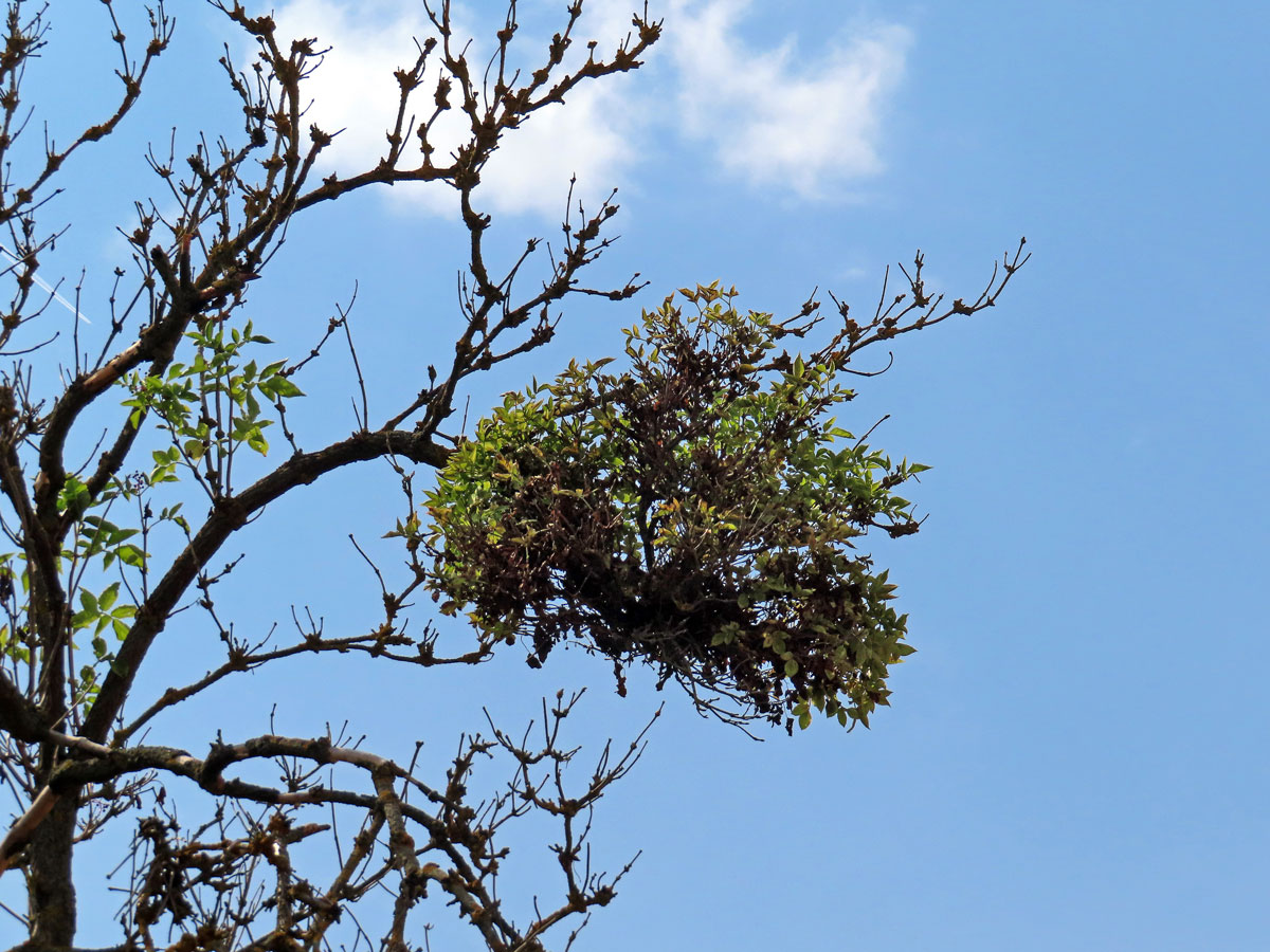 Čarověník na bezu černém (Sambucus nigra L.) (1a)