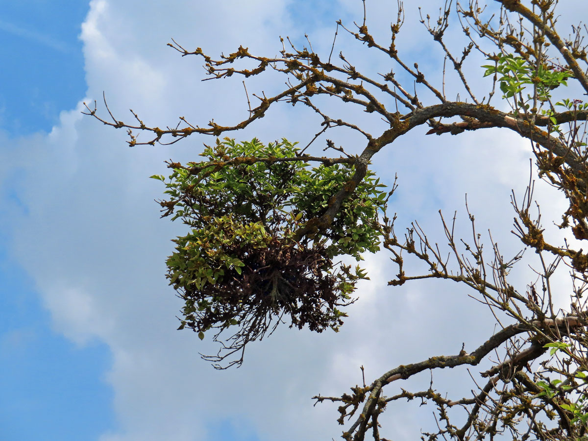 Čarověník na bezu černém (Sambucus nigra L.) (1b)