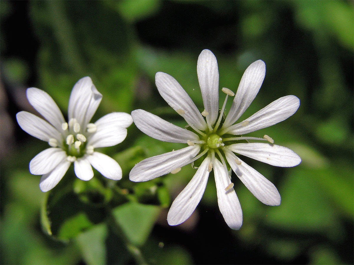 Ptačinec hajní (Stellaria nemorum L.)