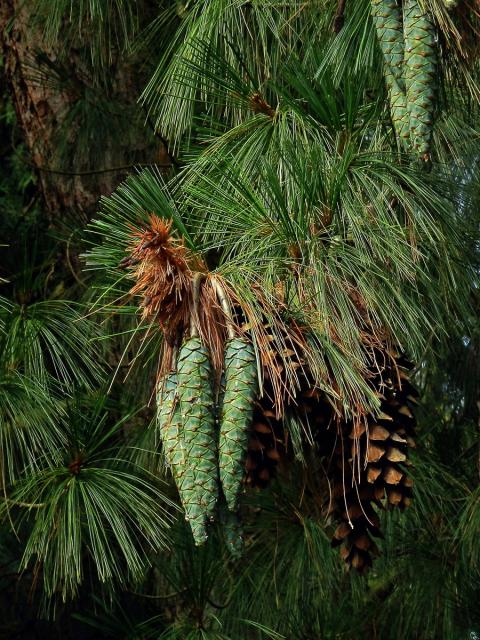 Borovice himalájská (Pinus griffithii Mc Clelland)