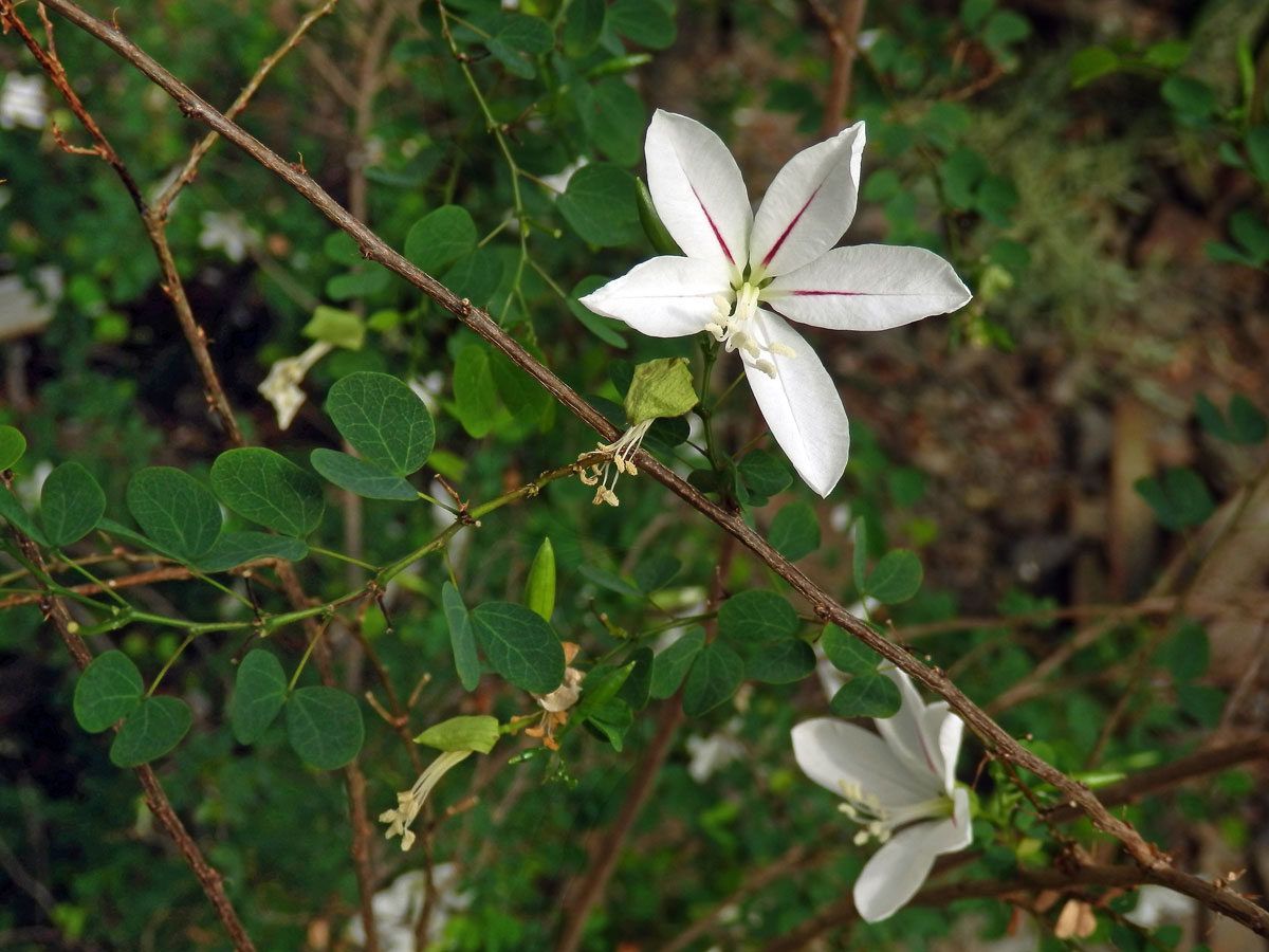 Bauhinie (Bauhinia natalensis Hook.)